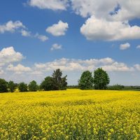Поле ріпаку під час цвітіння